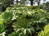 Ceratostigma Plumbaginoides (fam Plumbaginacees) (Chine) (1) (Photo F. Mrugala)